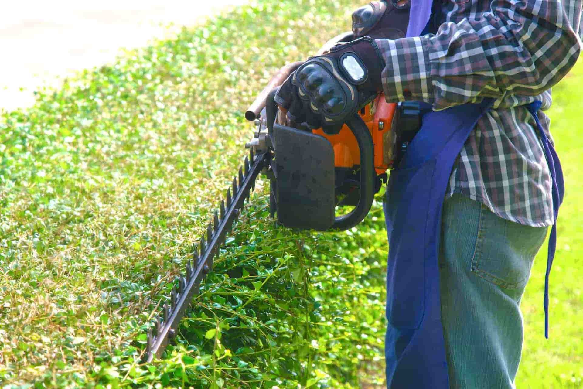 A Man Is Cutting A Hedge With A Chainsaw — Limburg Lawn & Property Maintenance In Hyde Park, QLD