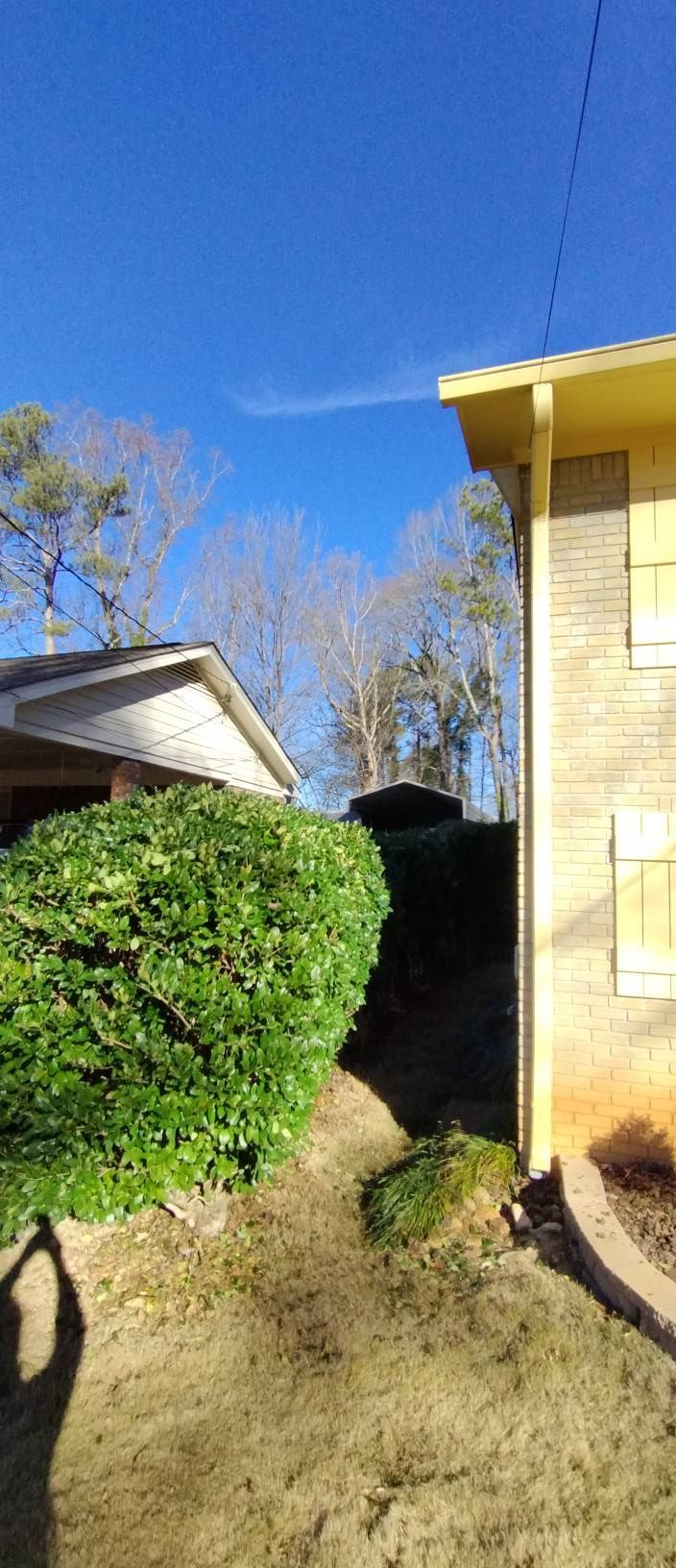 A view of a narrow grassy path between a large green shrub and the side of a beige brick house under a blue sky. A view of a narrow grassy path between a large green shrub and the side of a beige brick house under a blue sky.