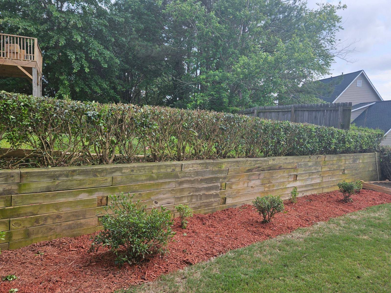 A wooden retaining wall borders a garden bed with red mulch and small shrubs, topped by a dense green hedge.