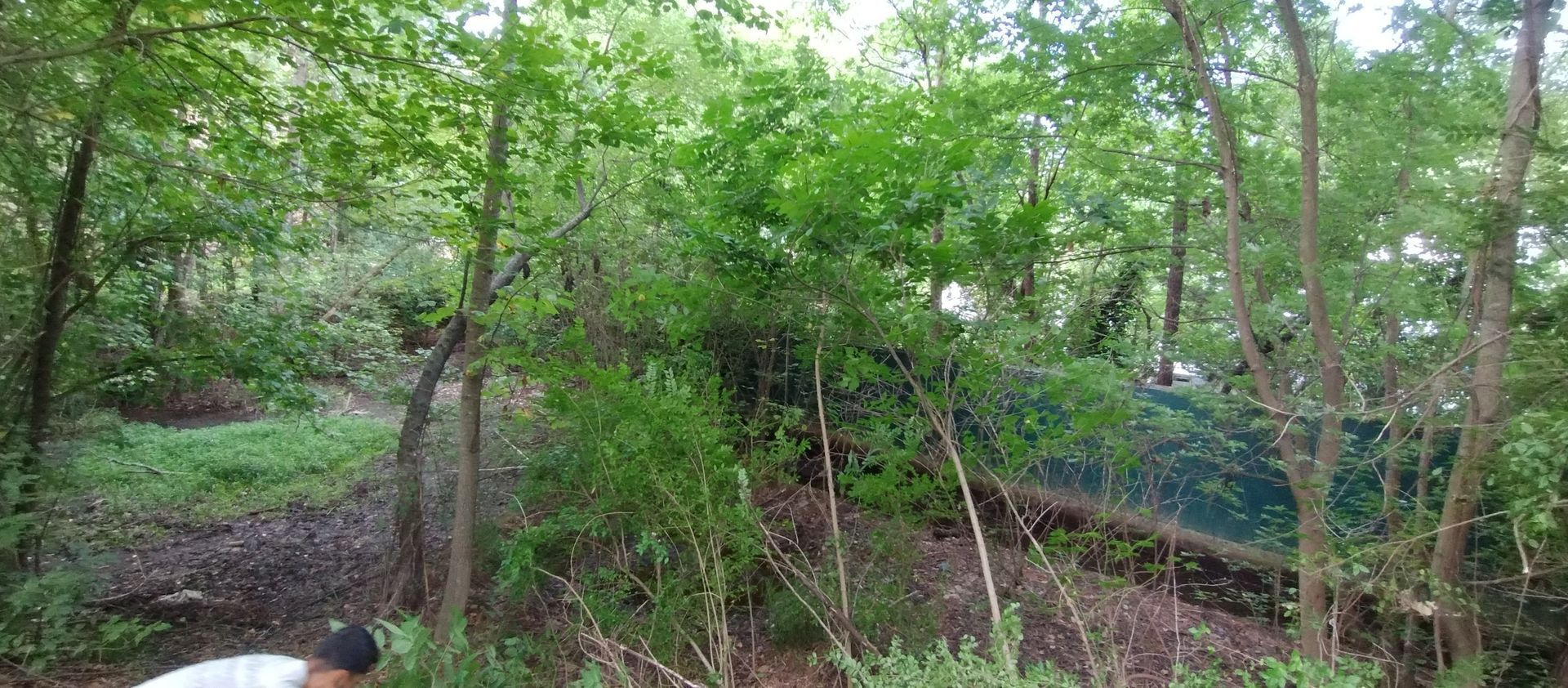 A partially obscured view of a wooded area with dense green trees, a small patch of grass, and a dark fence in the distance.