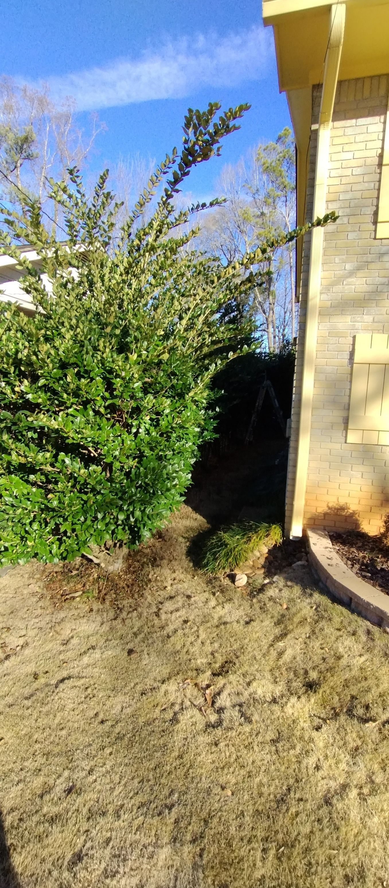 A large, leafy green bush stands beside a light-colored brick house wall under a clear blue sky. A large, leafy green bush stands beside a light-colored brick house wall under a clear blue sky.