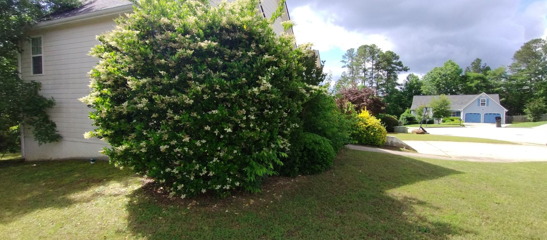 A large, rounded green bush blooms in front of a white house with a suburban neighborhood in the background. A large, rounded green bush blooms in front of a white house with a suburban neighborhood in the background.