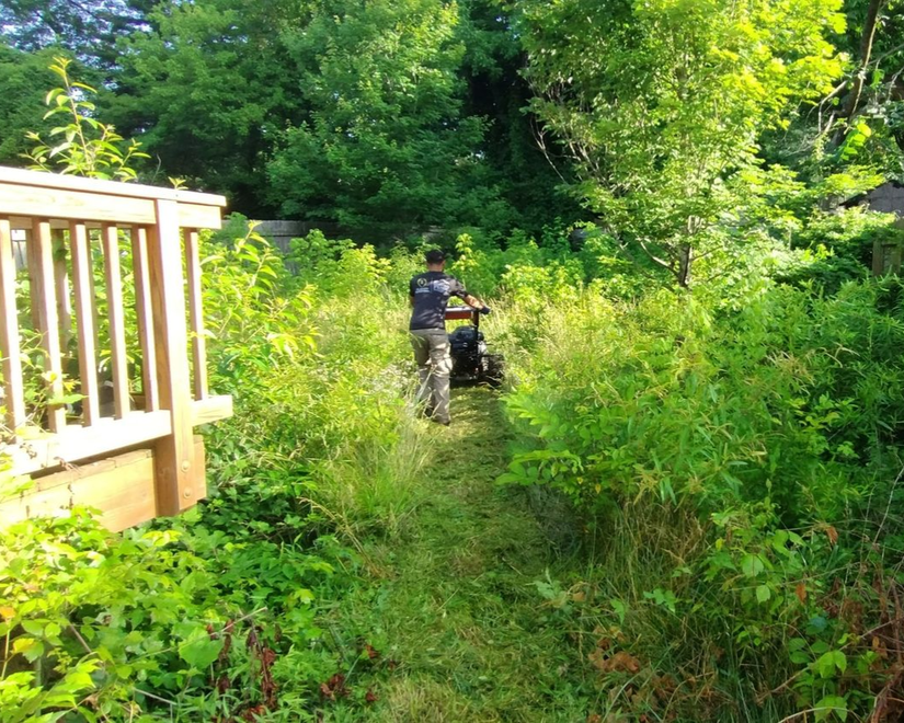 A person uses a walk-behind mower to clear a path through tall green weeds and brush next to a wooden deck. A person uses a walk-behind mower to clear a path through tall green weeds and brush next to a wooden deck.