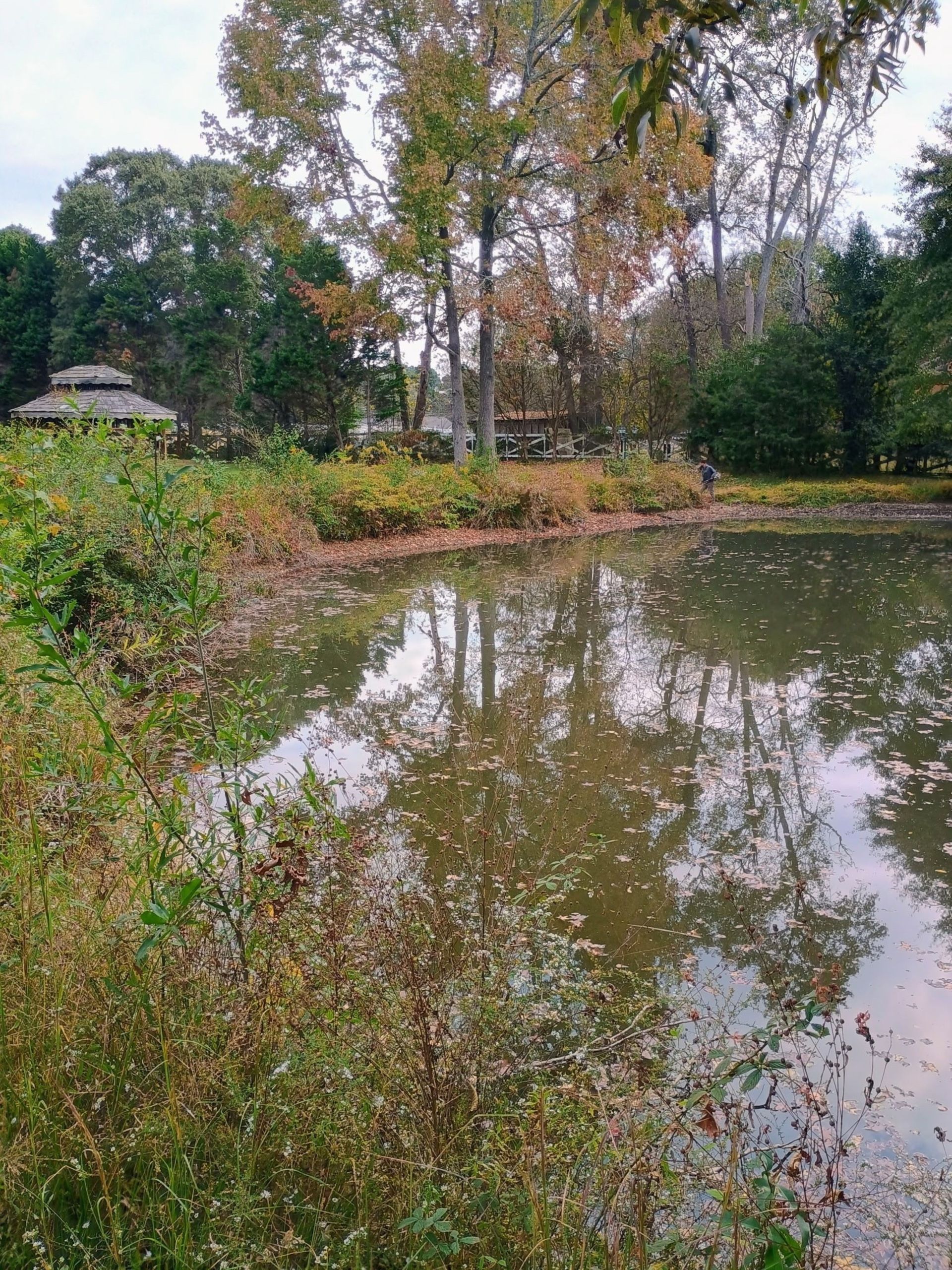 A calm pond surrounded by autumn trees and greenery, with a small gazebo visible in the background. A calm pond surrounded by autumn trees and greenery, with a small gazebo visible in the background.