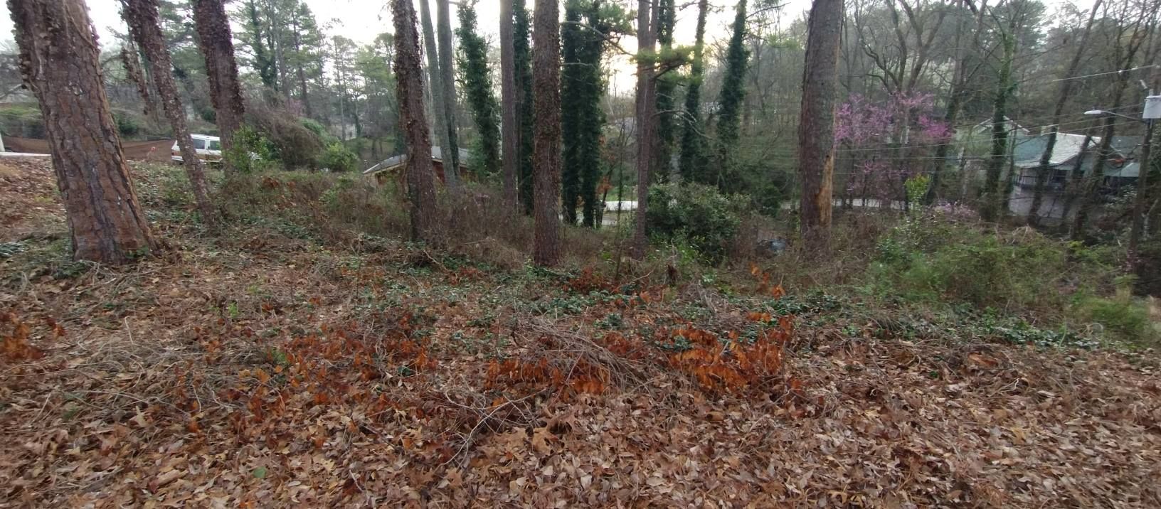 A wooded hillside covered in fallen brown leaves, with tall pine trees and some green shrubs under an overcast sky. A wooded hillside covered in fallen brown leaves, with tall pine trees and some green shrubs under an overcast sky.