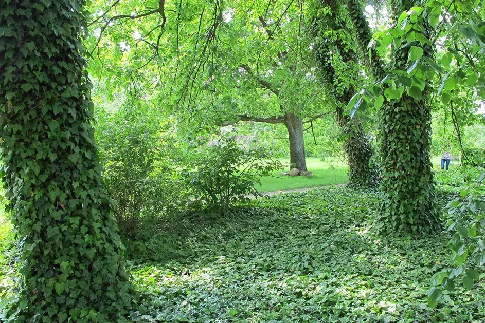 Lush green trees covered in ivy, with sunlight filtering through a leafy canopy above a ground blanketed in ivy.