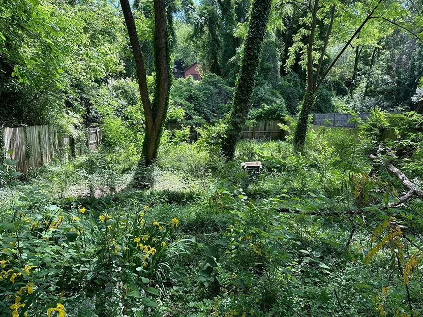 A dense, sunlit yard filled with tall green weeds, wildflowers, and trees, bordered by a wooden fence.