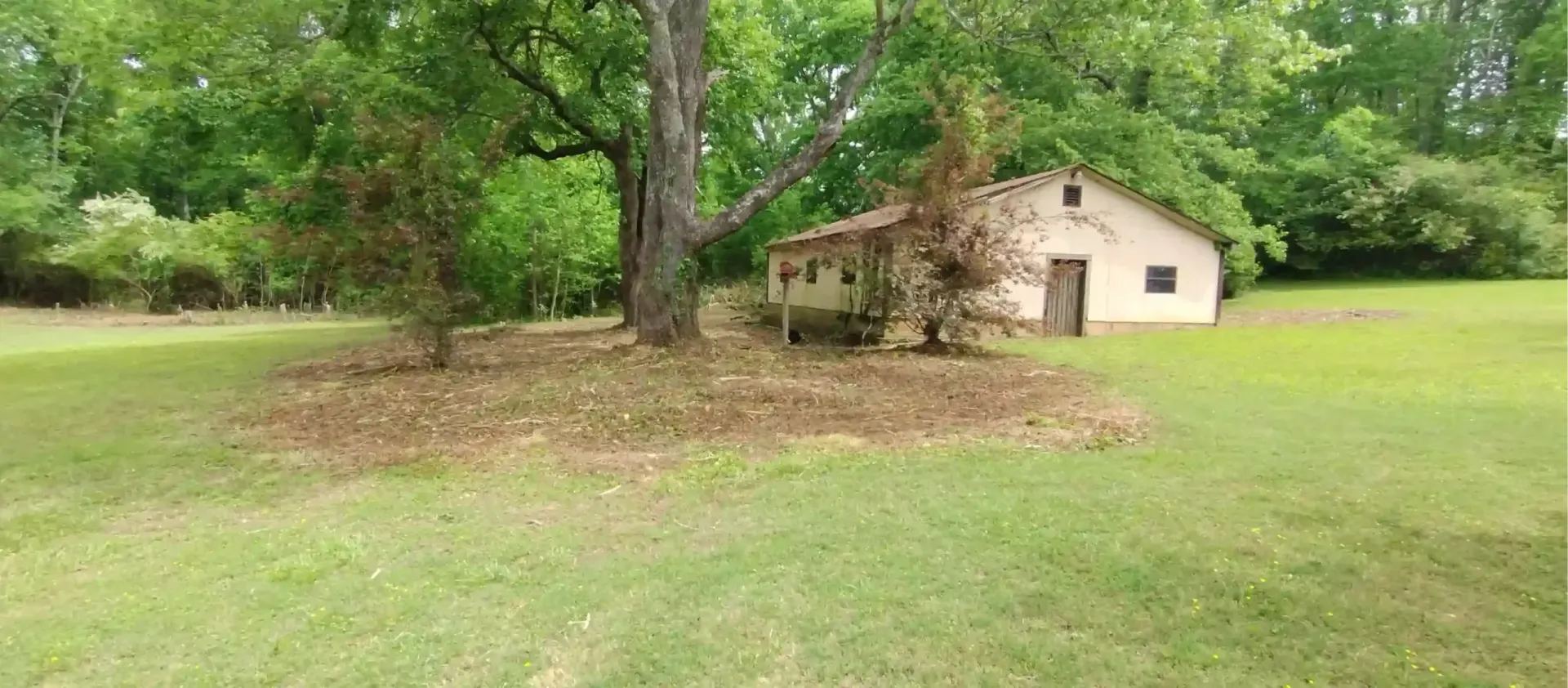 A small, light-colored shed with a dark door sits in a grassy clearing near a large tree and surrounding woods.