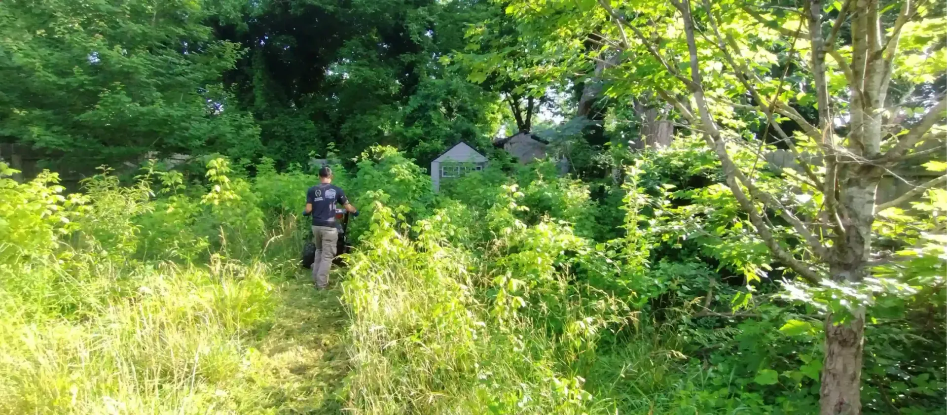 A person uses a walk-behind mower to clear a path through tall green weeds and grass in a wooded, sunlit backyard.