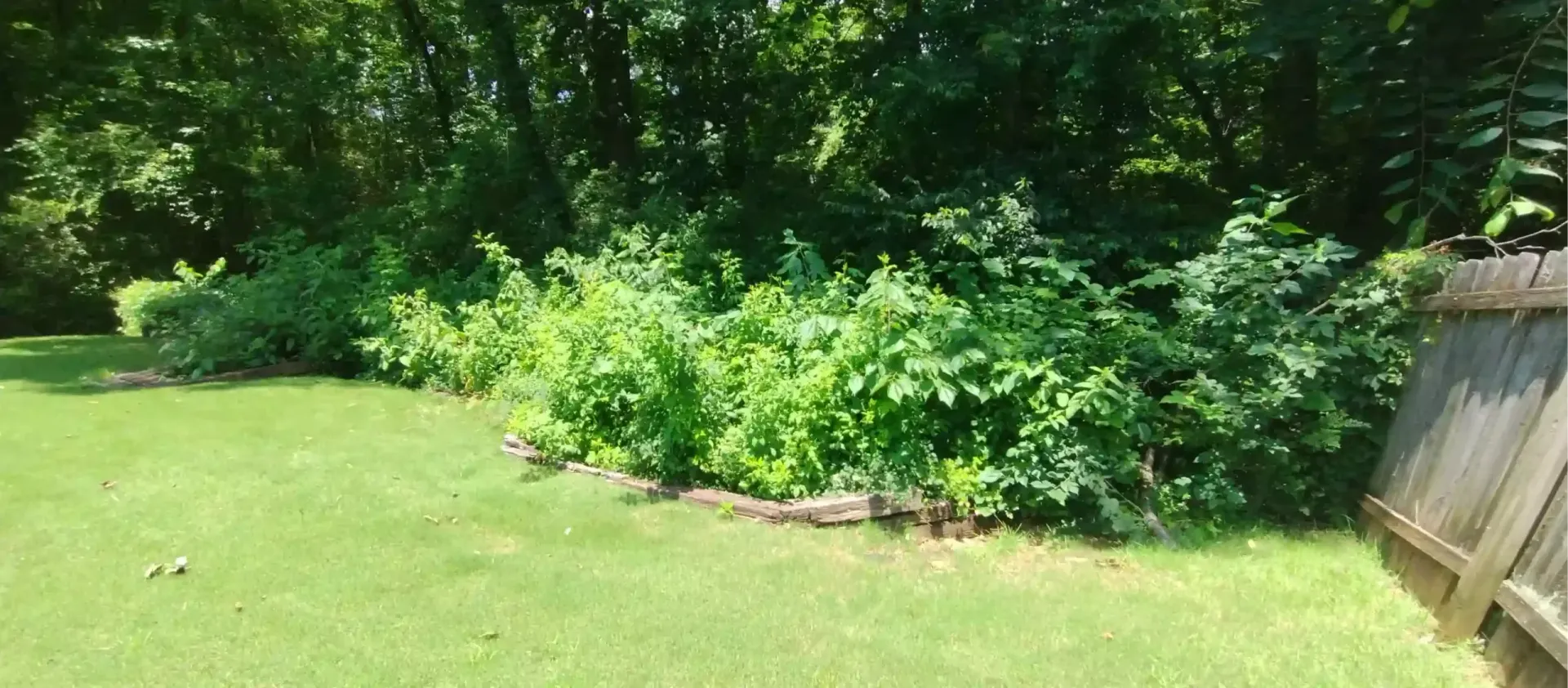 A lush garden bed with green leafy plants, bordered by stones, sits next to a lawn and wooden fence under a tree canopy.