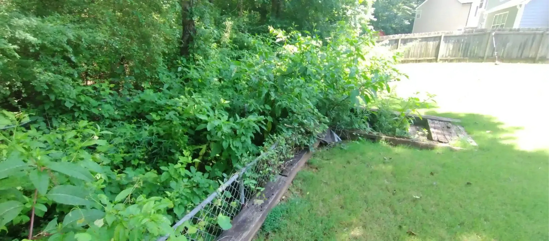 A raised garden bed overflowing with green leafy plants next to a grassy lawn near a wooded area.