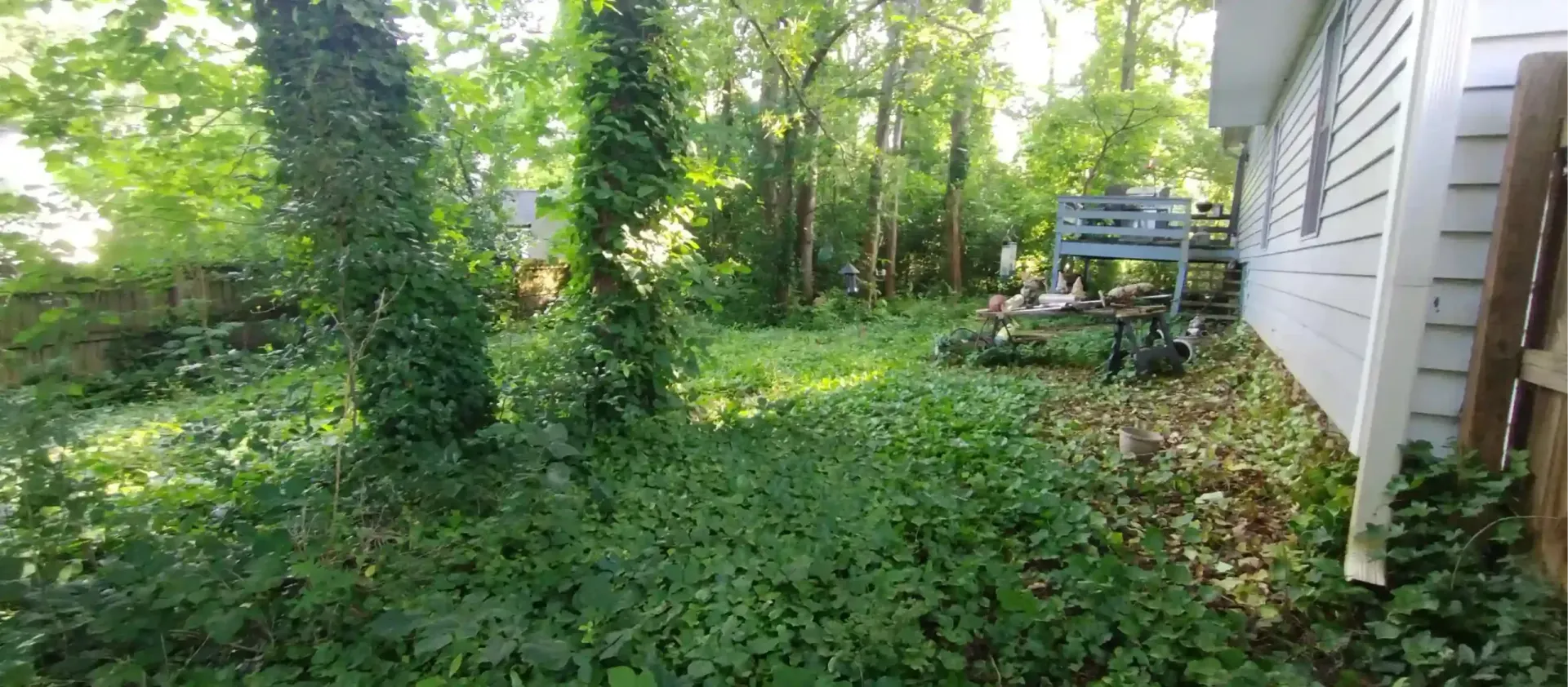 Overgrown backyard beside a white house, with trees, ivy, and a bench near a sign.