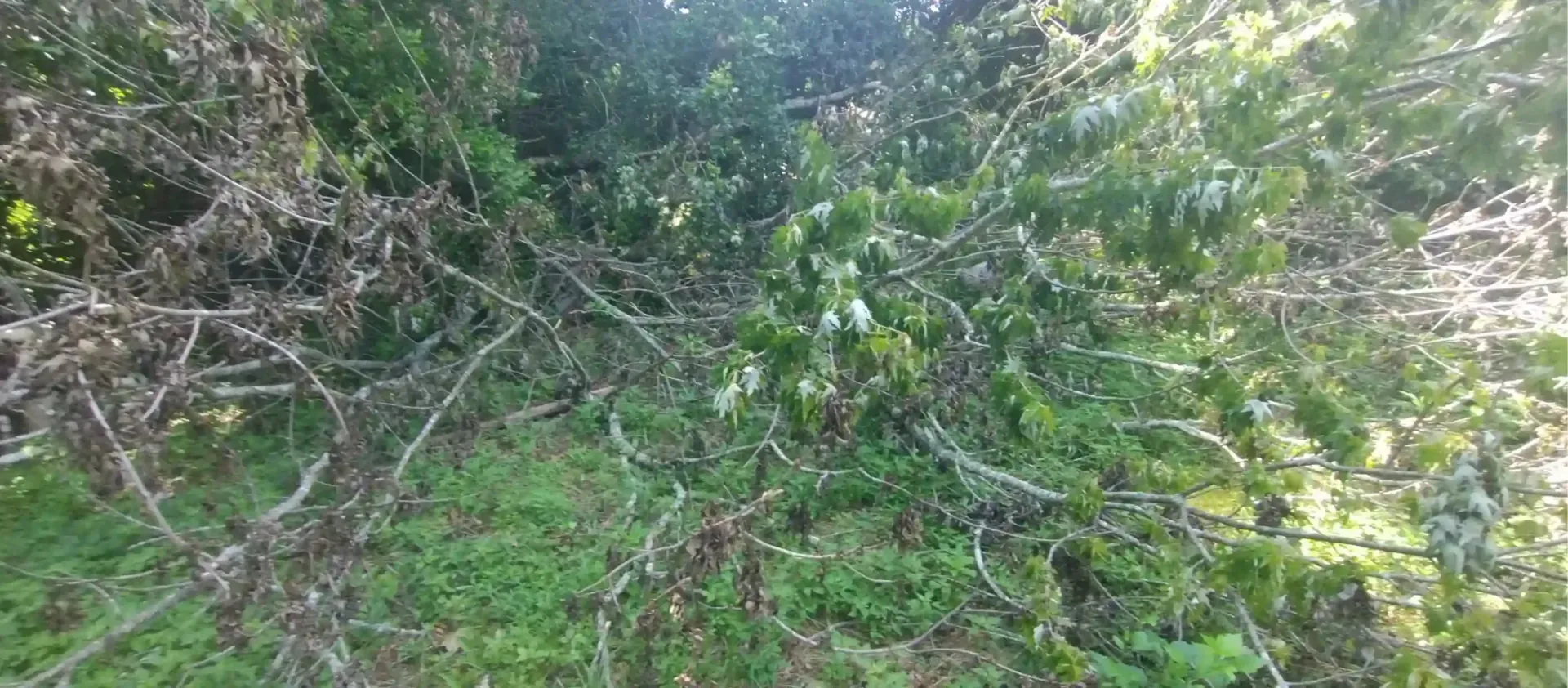 A fallen tree with leafy branches lies across a patch of grass in a wooded area.