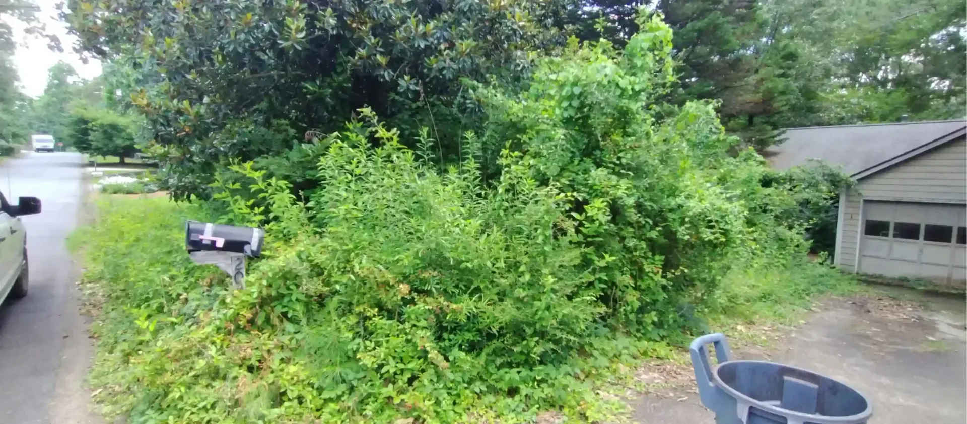 An overgrown front yard with tall bushes, a mailbox, a black bin in the driveway, and part of a house.
