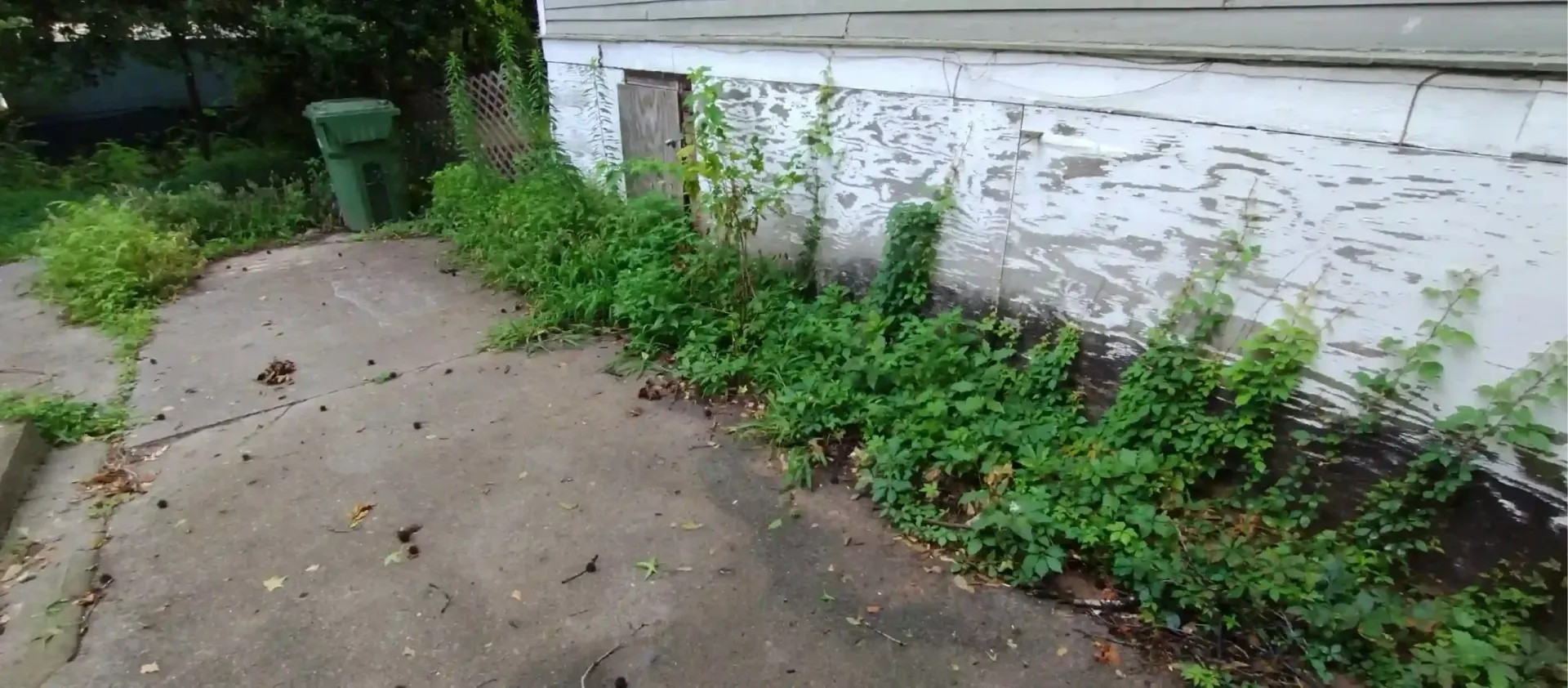Weeds and overgrown vegetation growing along the side of a white, weathered concrete building foundation next to pavement.