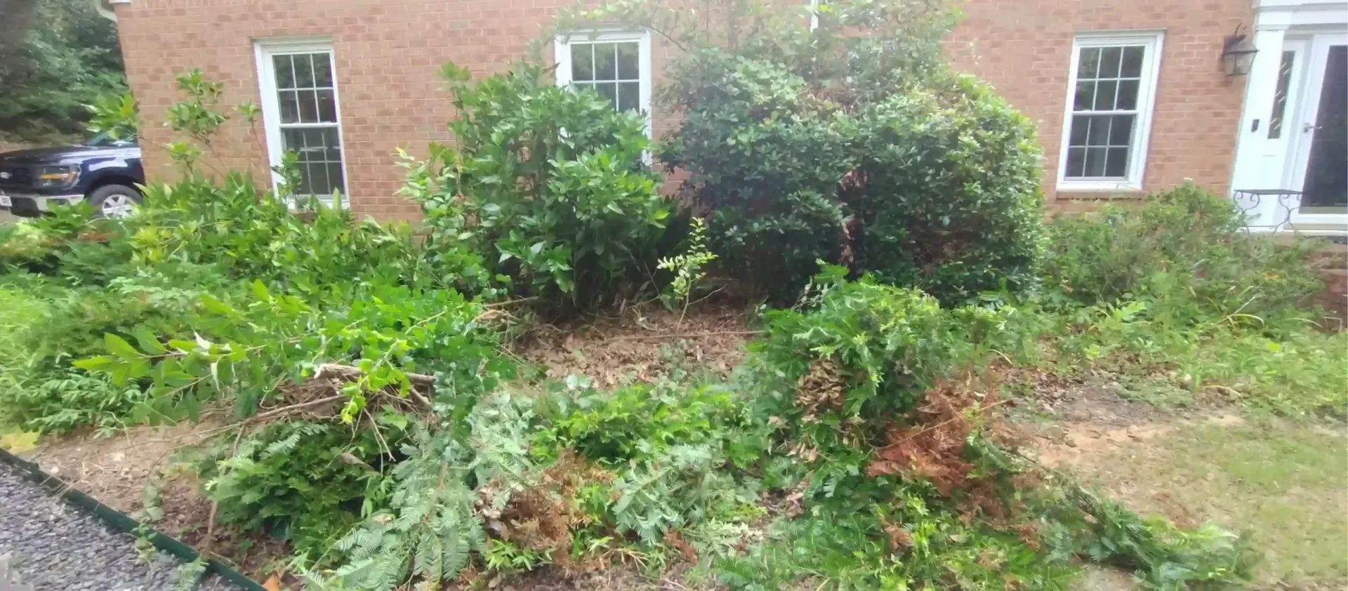 A brick house with white-framed windows behind an overgrown garden bed filled with shrubs and green foliage.