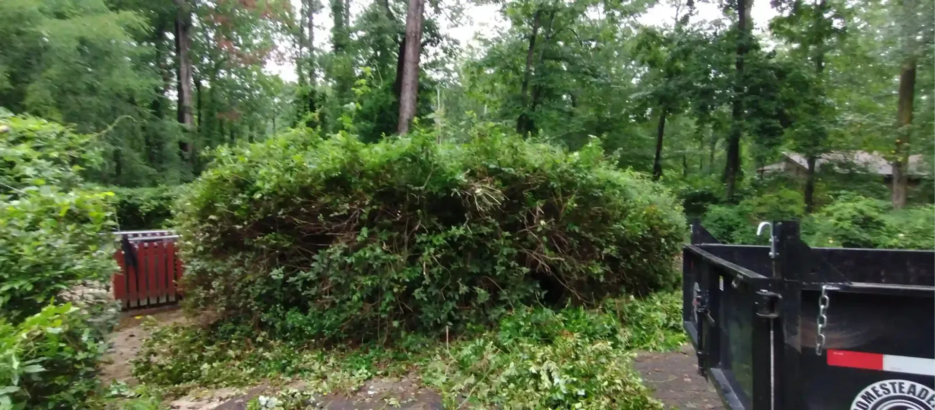 A large, rounded hedge trimmed in a backyard setting, with a red bin and a black trailer visible nearby.