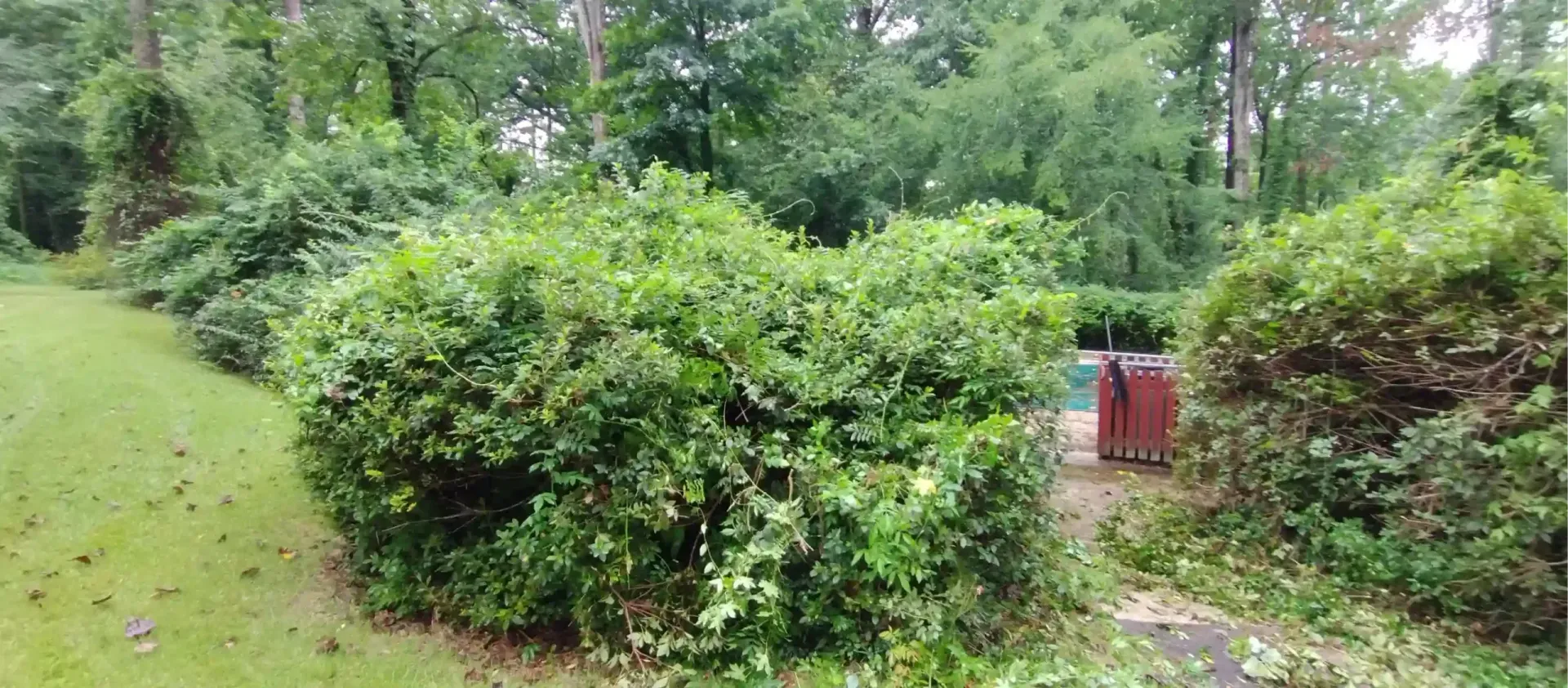 Dense, leafy green bushes occupy a backyard garden space, with a red trash bin visible near a path through the shrubs.