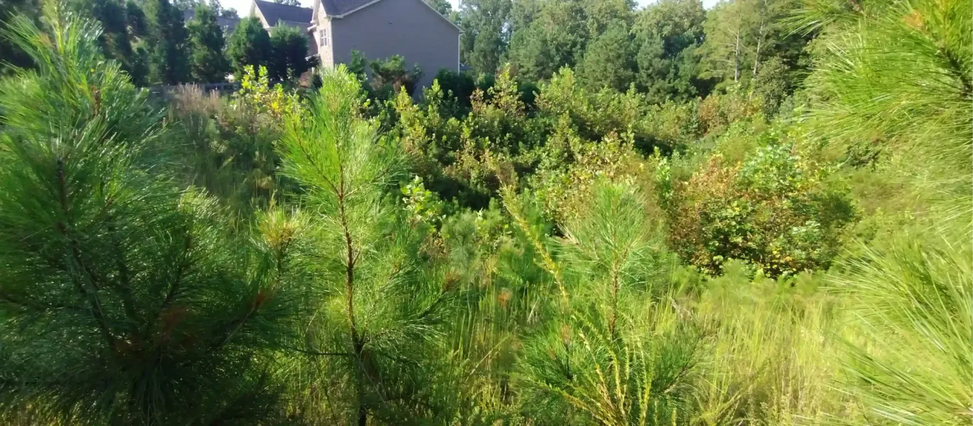 A sunlit, overgrown grassy field featuring several young pine trees, with a suburban house visible in the background.