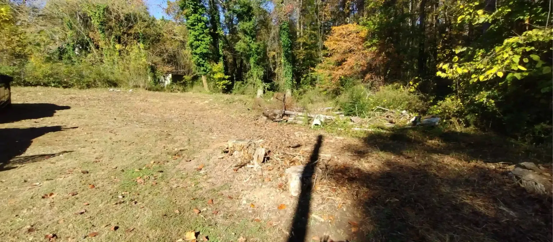 A sunlit, grassy yard scattered with autumn leaves, bordered by a dense forest with trees changing color.