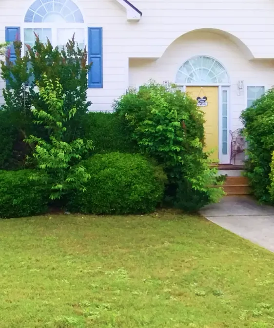The front exterior of a white house with a yellow door, blue shutters, and overgrown green bushes in the front yard. The front exterior of a white house with a yellow door, blue shutters, and overgrown green bushes in the front yard.