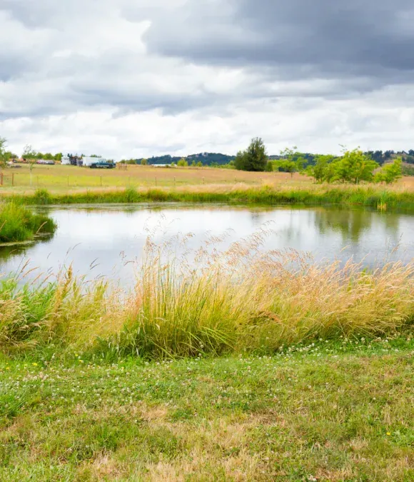 A pond sits in a green field under a cloudy sky, with tall grasses in the foreground and rolling hills in the distance. A pond sits in a green field under a cloudy sky, with tall grasses in the foreground and rolling hills in the distance.