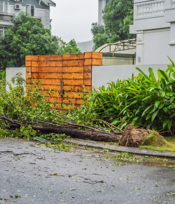 A fallen tree lies across a paved street in front of a white wall with an orange wooden gate after a storm. A fallen tree lies across a paved street in front of a white wall with an orange wooden gate after a storm.