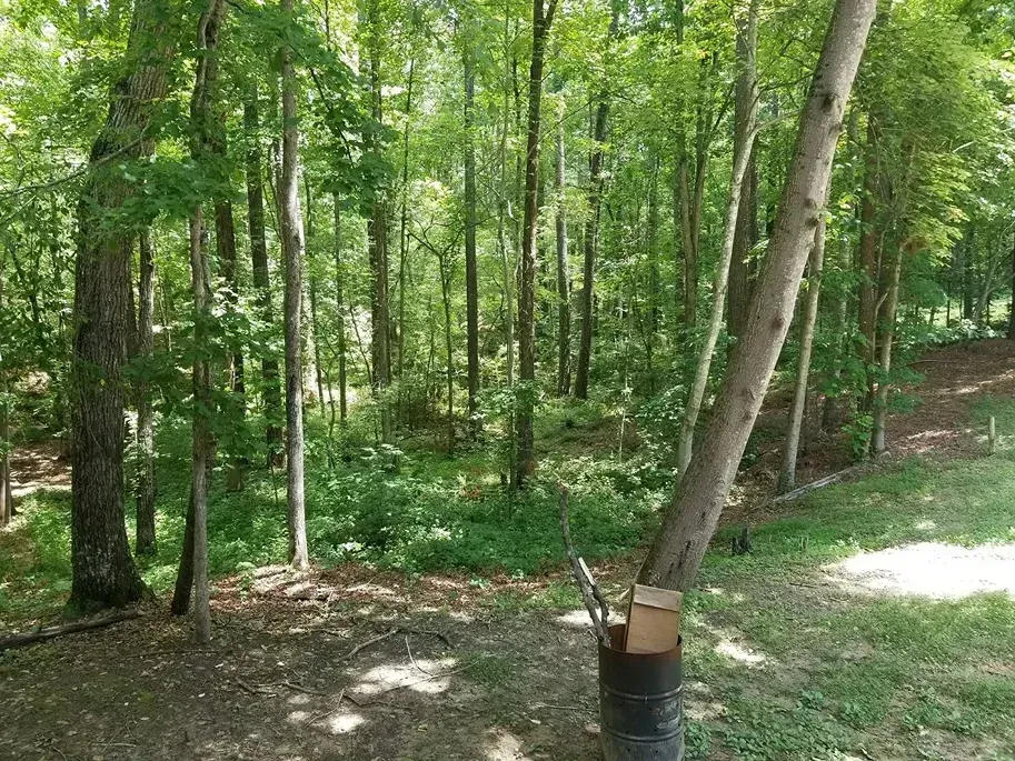 A dense green forest viewed from a shaded clearing with a metal drum and cardboard box in the foreground.