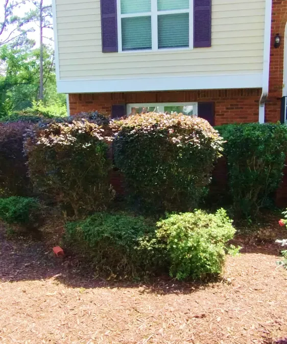 A residential building exterior with a tan-sided upper level, brick lower level, and shrubs in a mulched garden bed. A residential building exterior with a tan-sided upper level, brick lower level, and shrubs in a mulched garden bed.