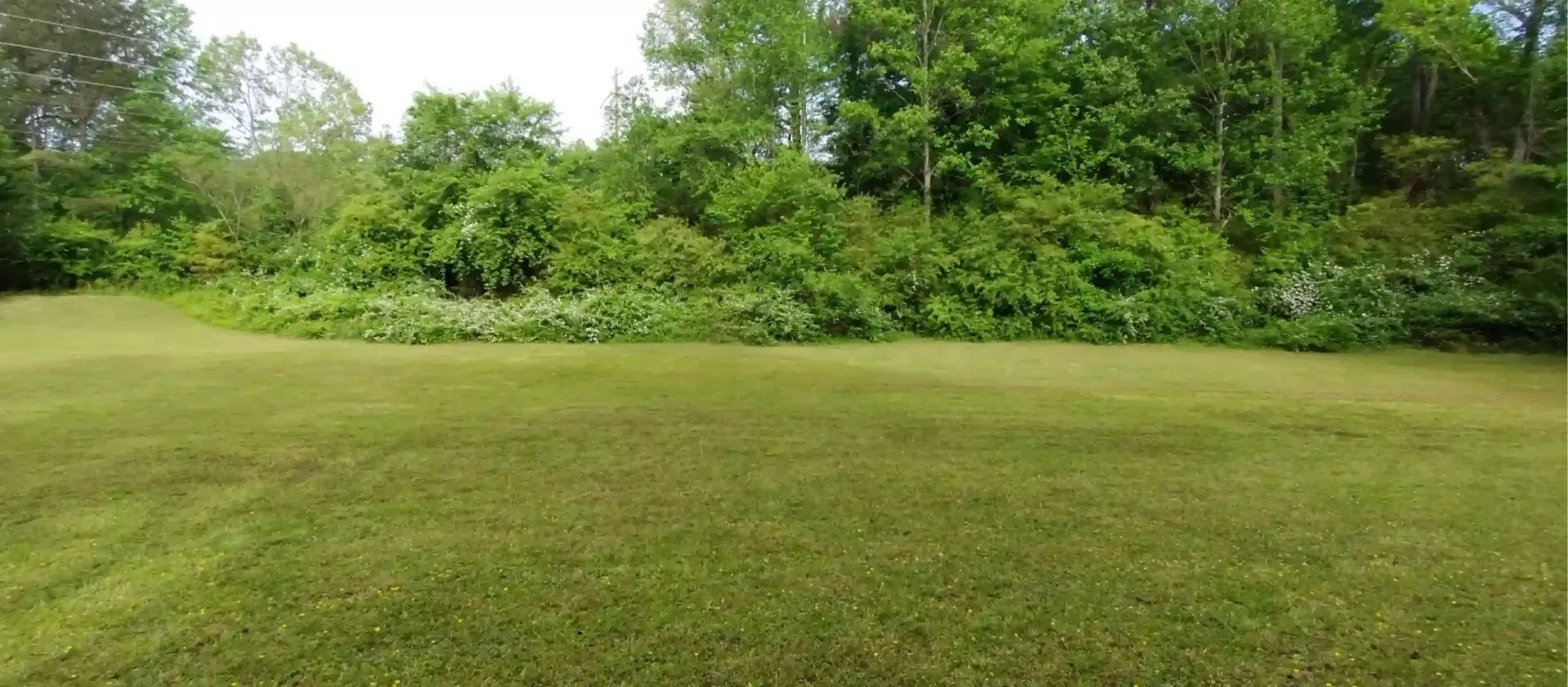 A manicured green lawn transitions into a dense, lush green forest line under a bright sky.
