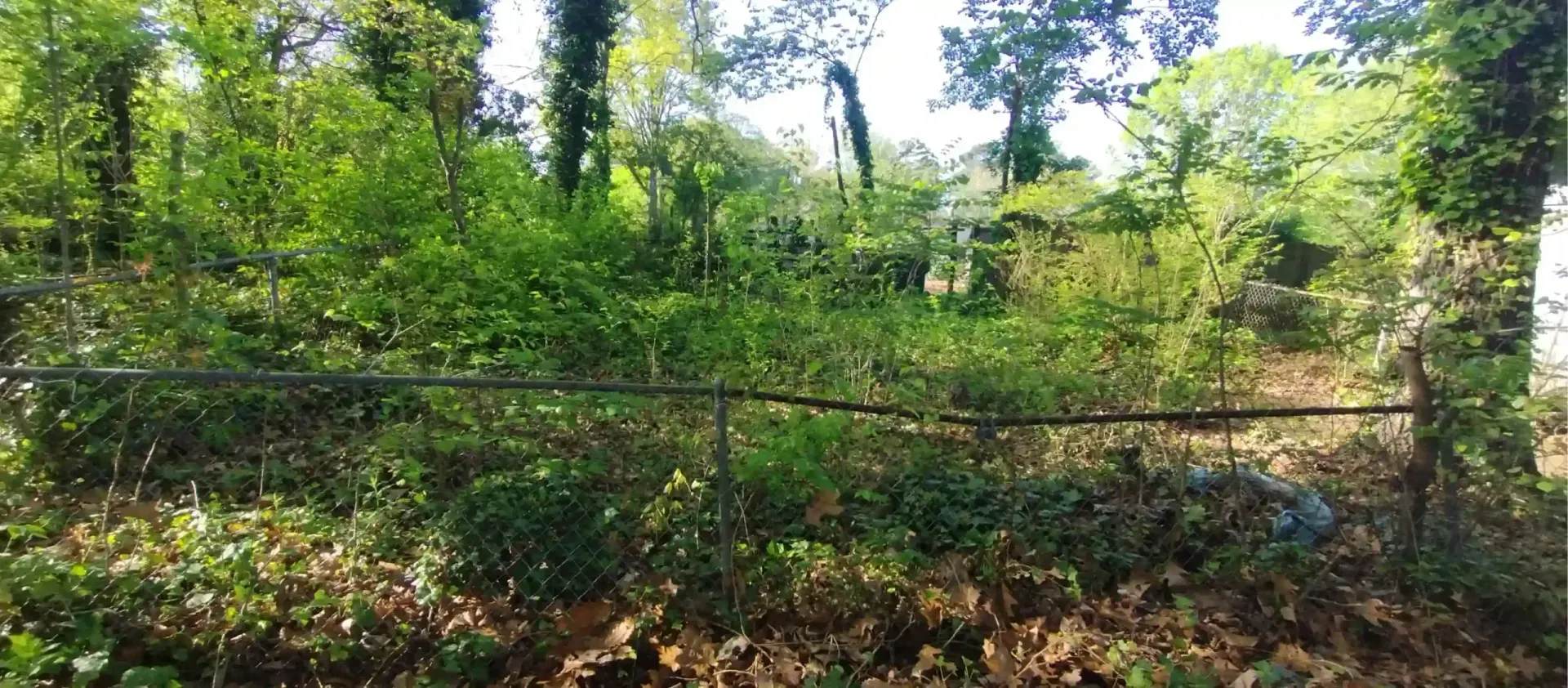 A wire fence runs through a lush, overgrown green thicket filled with dense vegetation and trees.