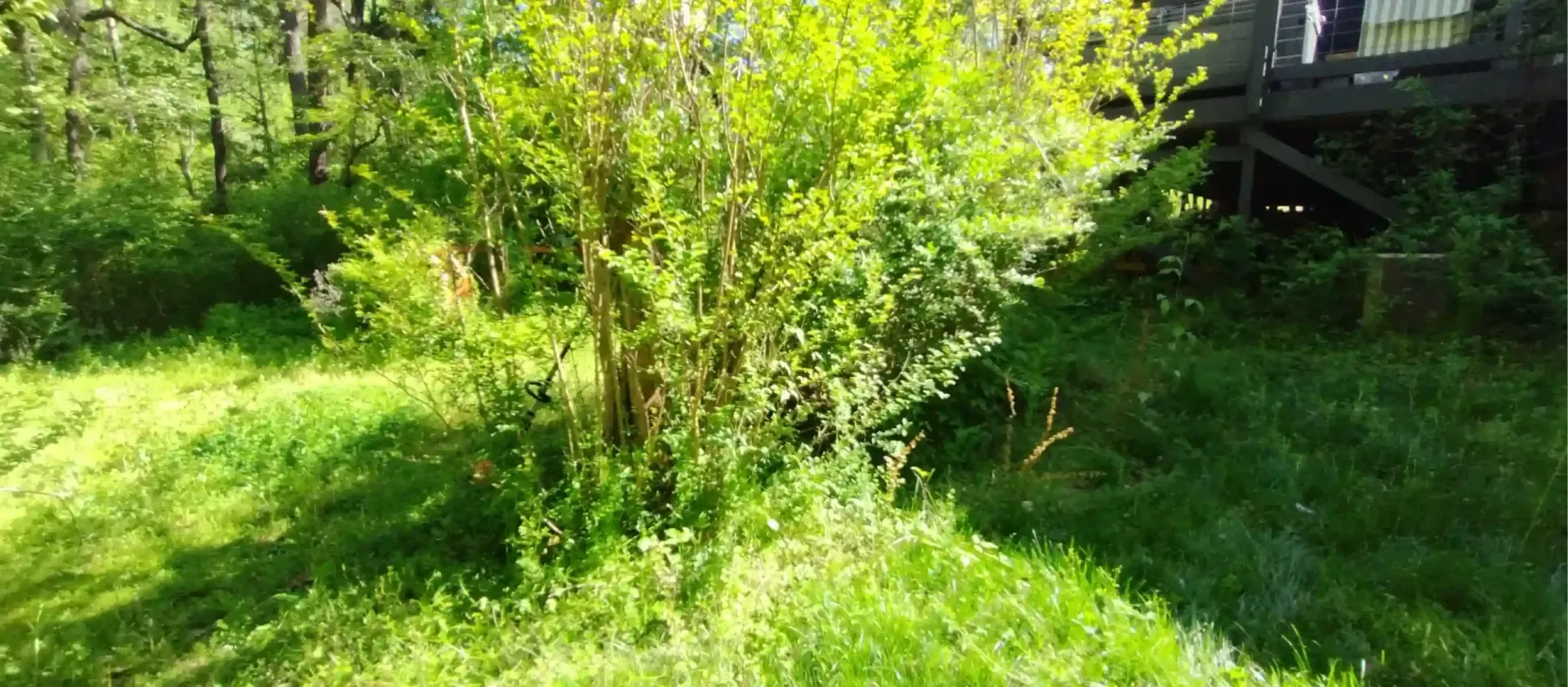 Sunlight streams through lush green trees and tall grass in a backyard next to a wooden deck structure.