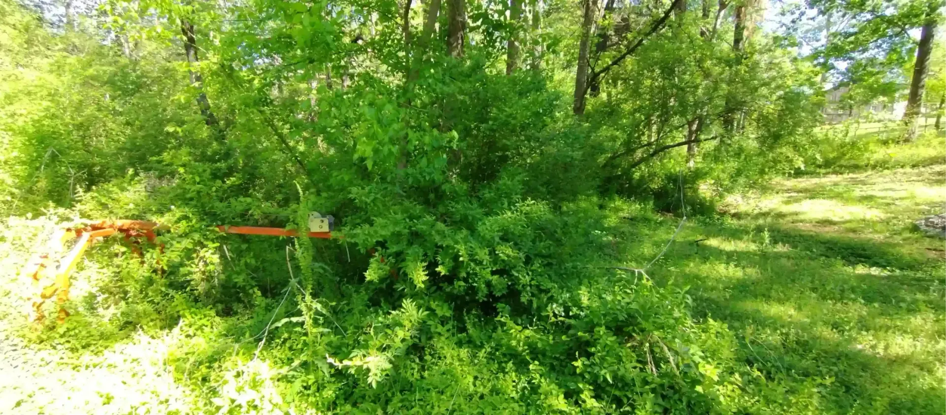 Lush green bushes and trees in a sunny wooded area, with a wooden bench partially visible near a rocky path.