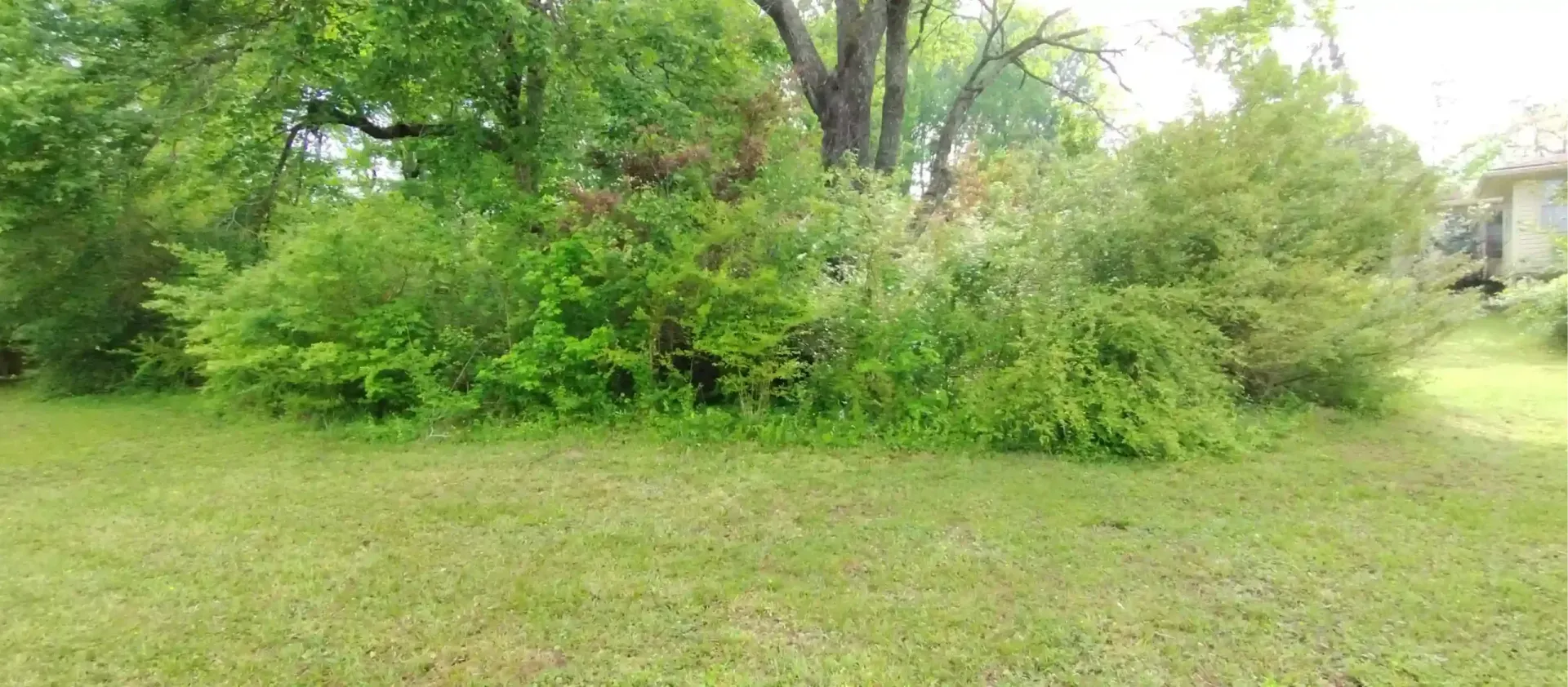 A grassy lawn leading up to a dense cluster of lush green bushes and trees under a bright, overcast sky.