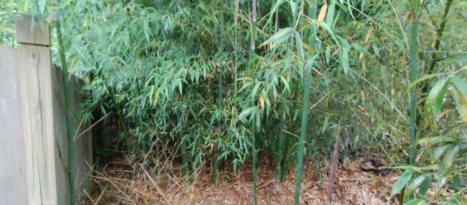 A dense cluster of bamboo stalks grows against a chain-link fence and a wooden post in a leafy outdoor area.