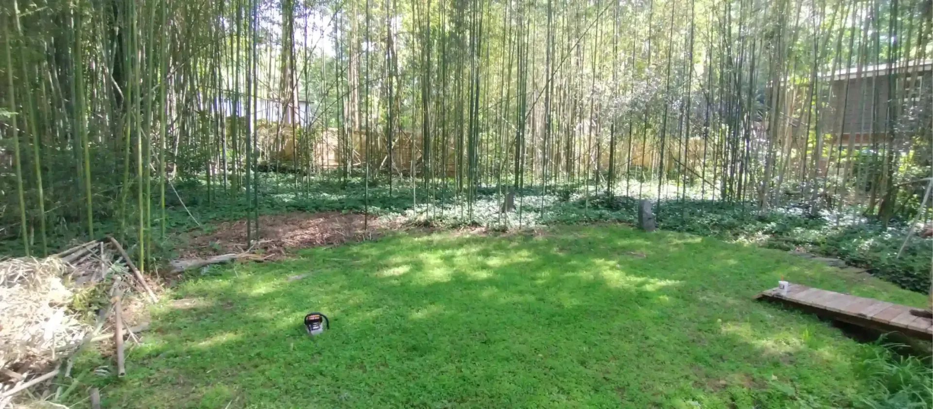 A sunny backyard featuring a lush green lawn bordered by a bamboo grove and low-growing ground cover plants.