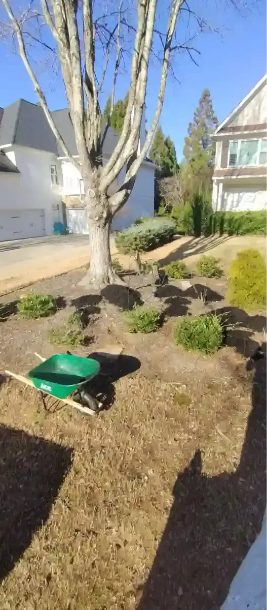 A sunny front yard landscape featuring a mature tree, small shrubs, and a green wheelbarrow amid patches of new mulch.