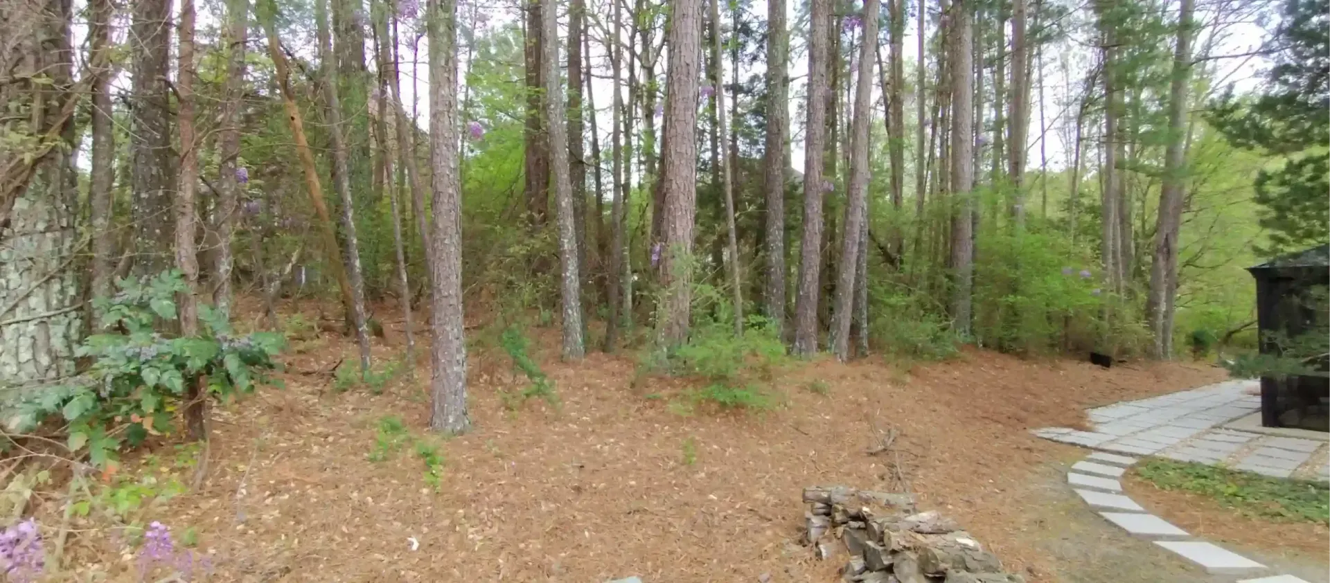 A wooded backyard area with tall pine trees, a stone patio path, and a stone wall on a bed of pine needles.