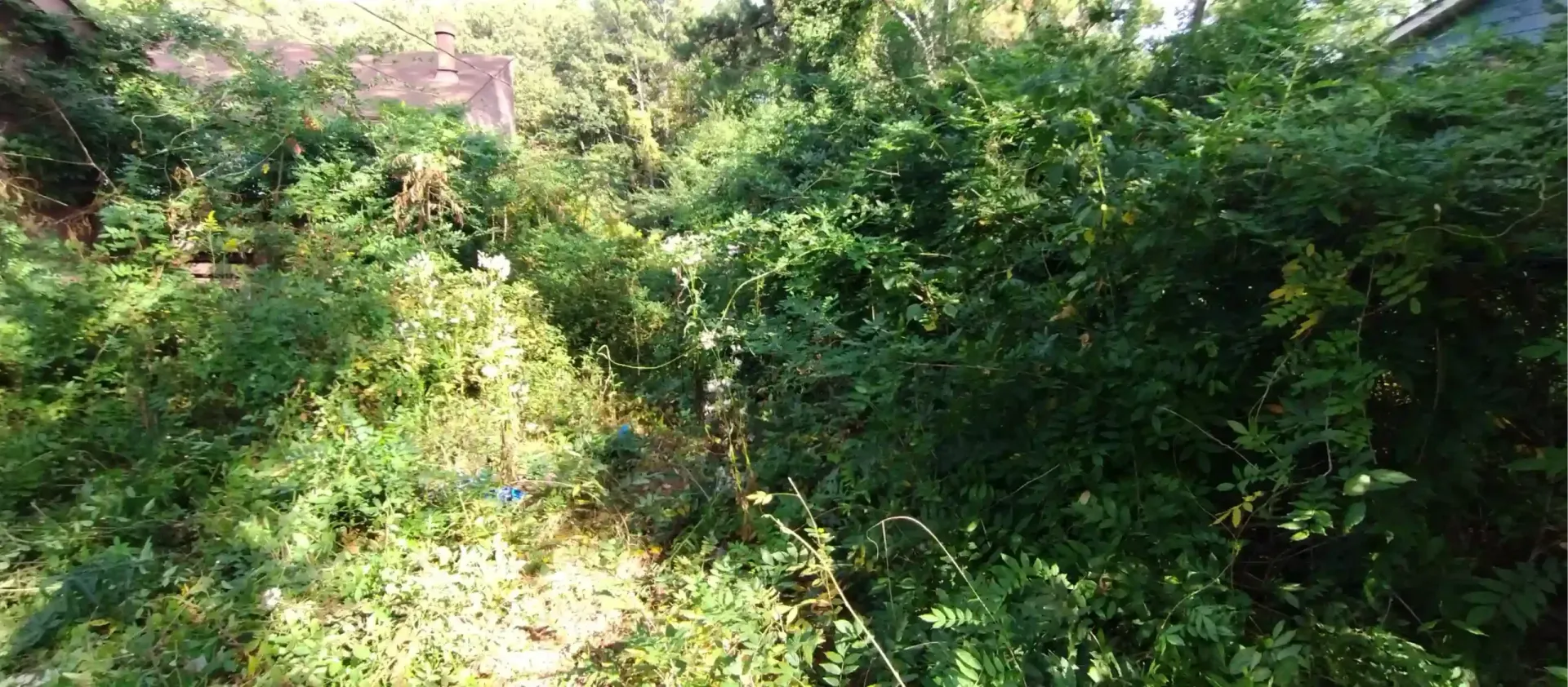 A dense, overgrown patch of green bushes and weeds in a backyard setting.