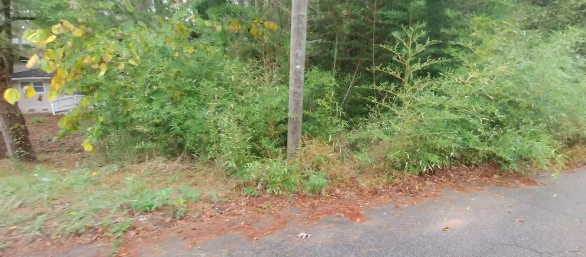 Dense green bushes and trees sit alongside a paved road, with a wooden utility pole visible in the center.