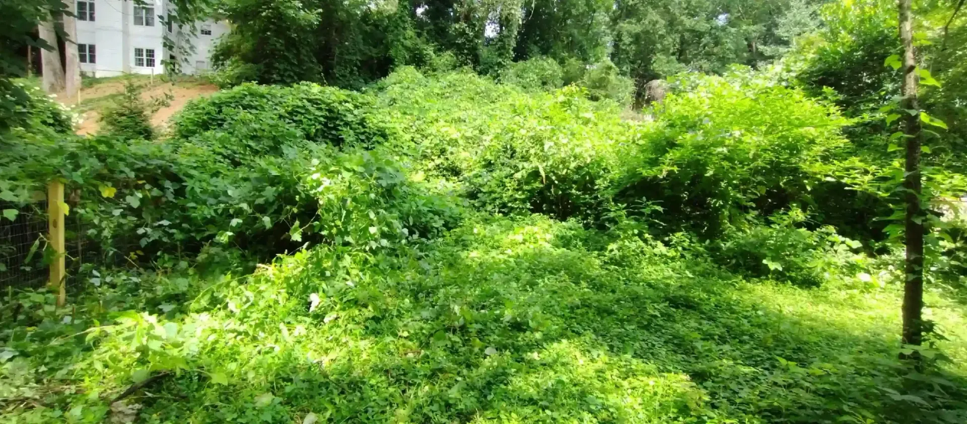 A dense, overgrown patch of green vines and lush vegetation in a sunny, wooded outdoor area.