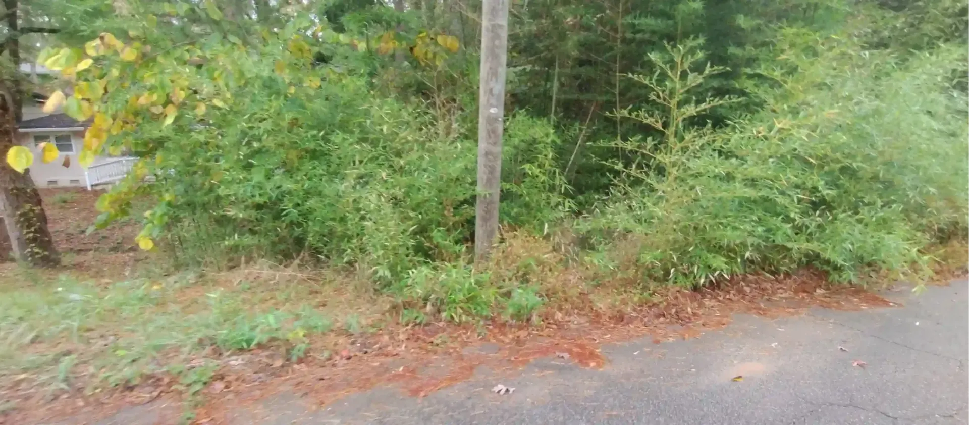 Overgrown vegetation along a road, featuring a wooden utility pole and a portion of a house in the background.