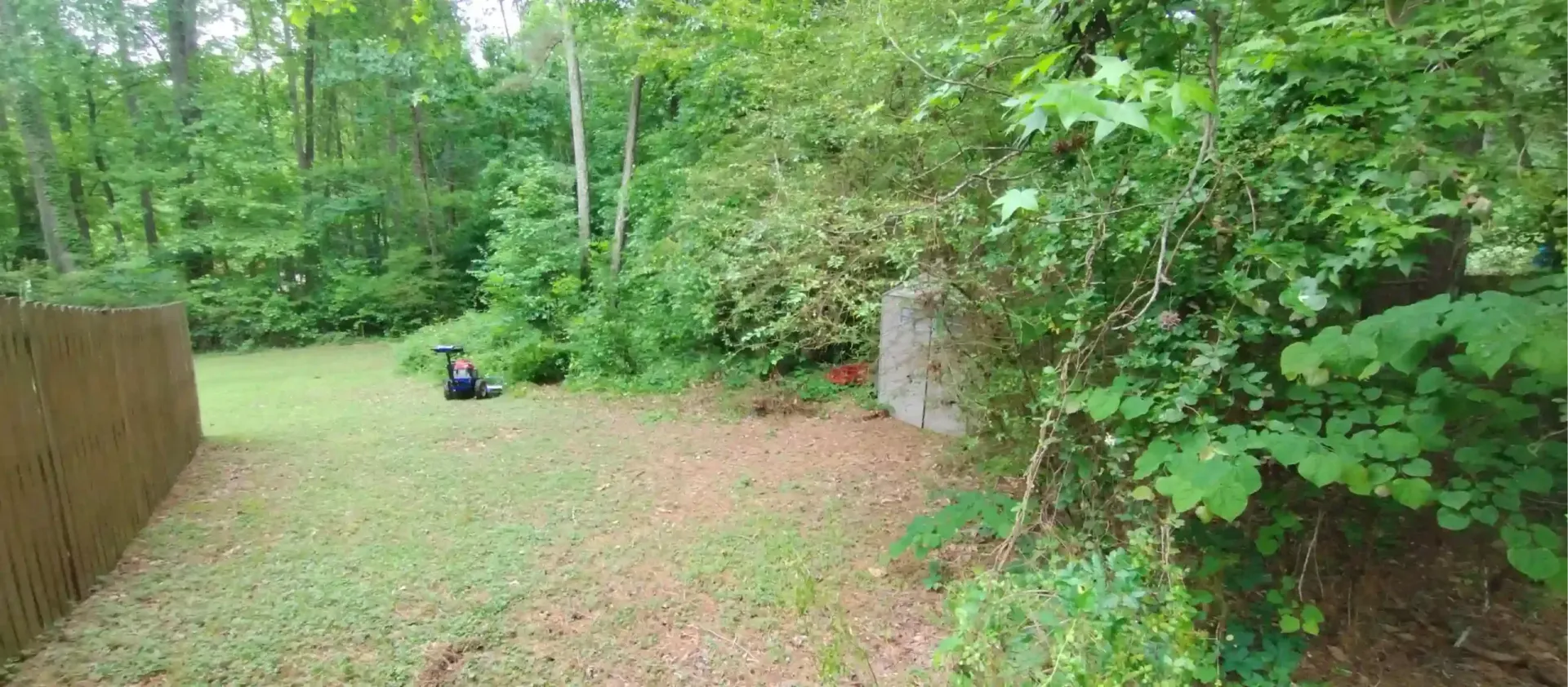 A grassy backyard scene with a wooden fence on the left and dense green foliage and trees surrounding a small shed.