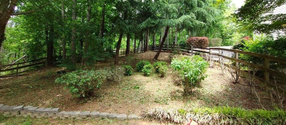 A landscaped backyard with scattered shrubs, a wooden fence, and a line of trees against a bright, hazy sky.