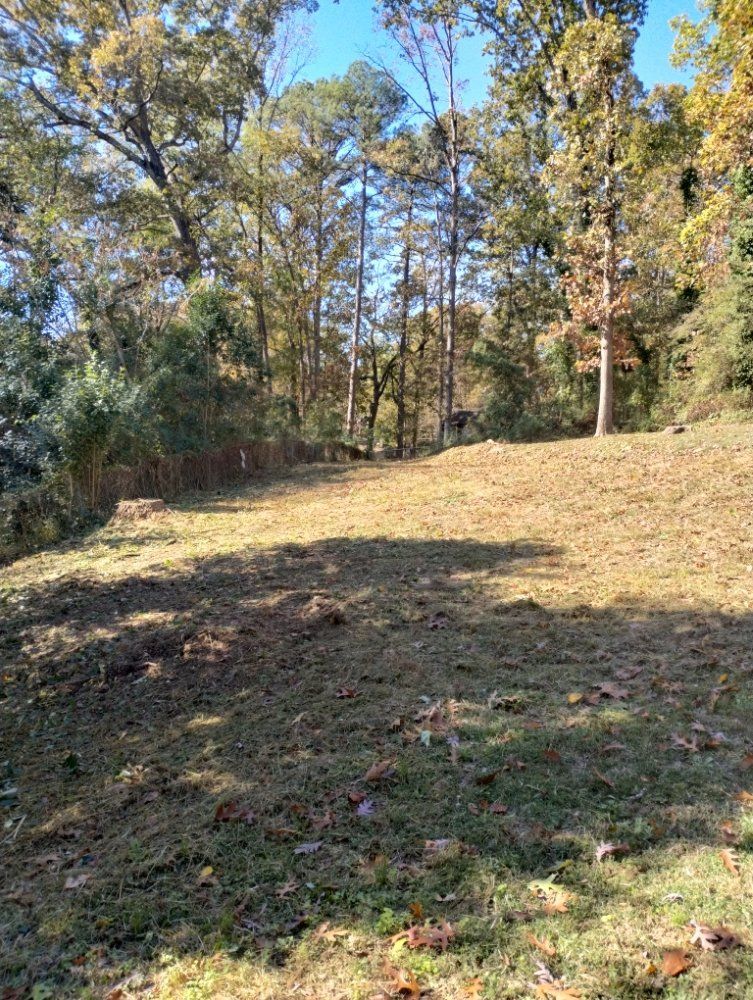 A grassy, slightly sloped clearing leading up to a dense forest of tall, thin trees under a clear blue sky.