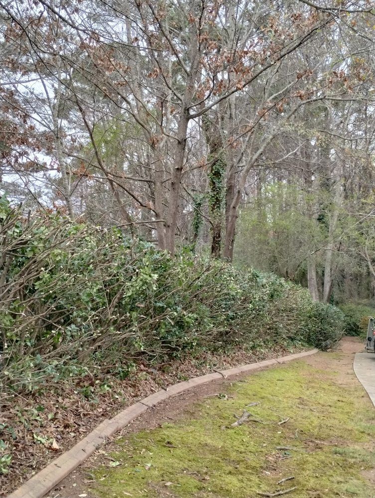 A tall, trimmed evergreen hedge runs along a curved stone border next to a lawn, with leafless trees in the background.