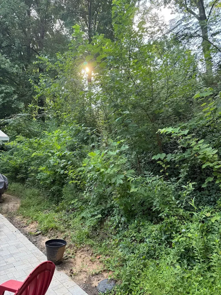 Lush green trees and bushes in a backyard with sunlight filtering through the canopy above a paved patio area.