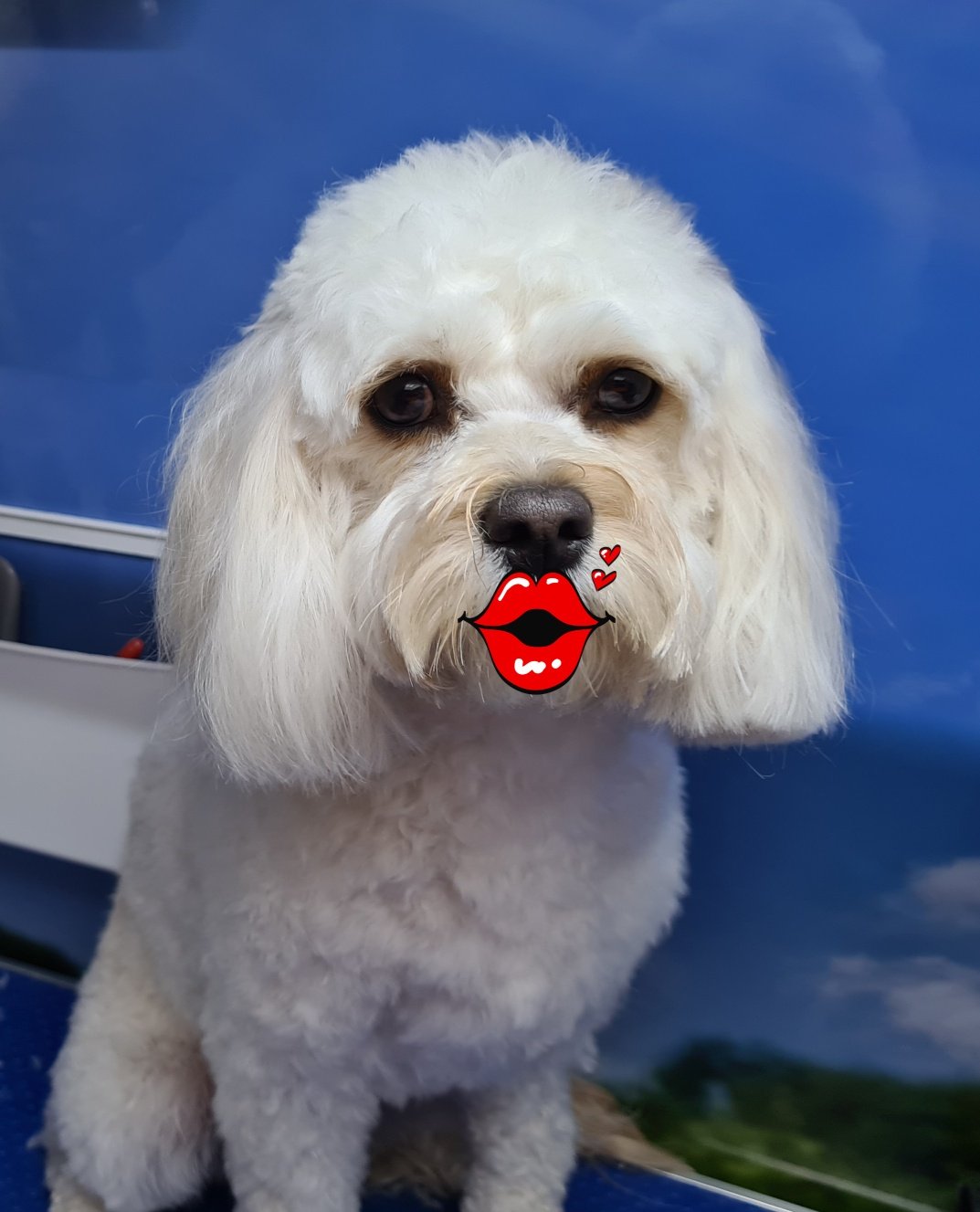 Superstar Dogs for mobile dog grooming in Warrington