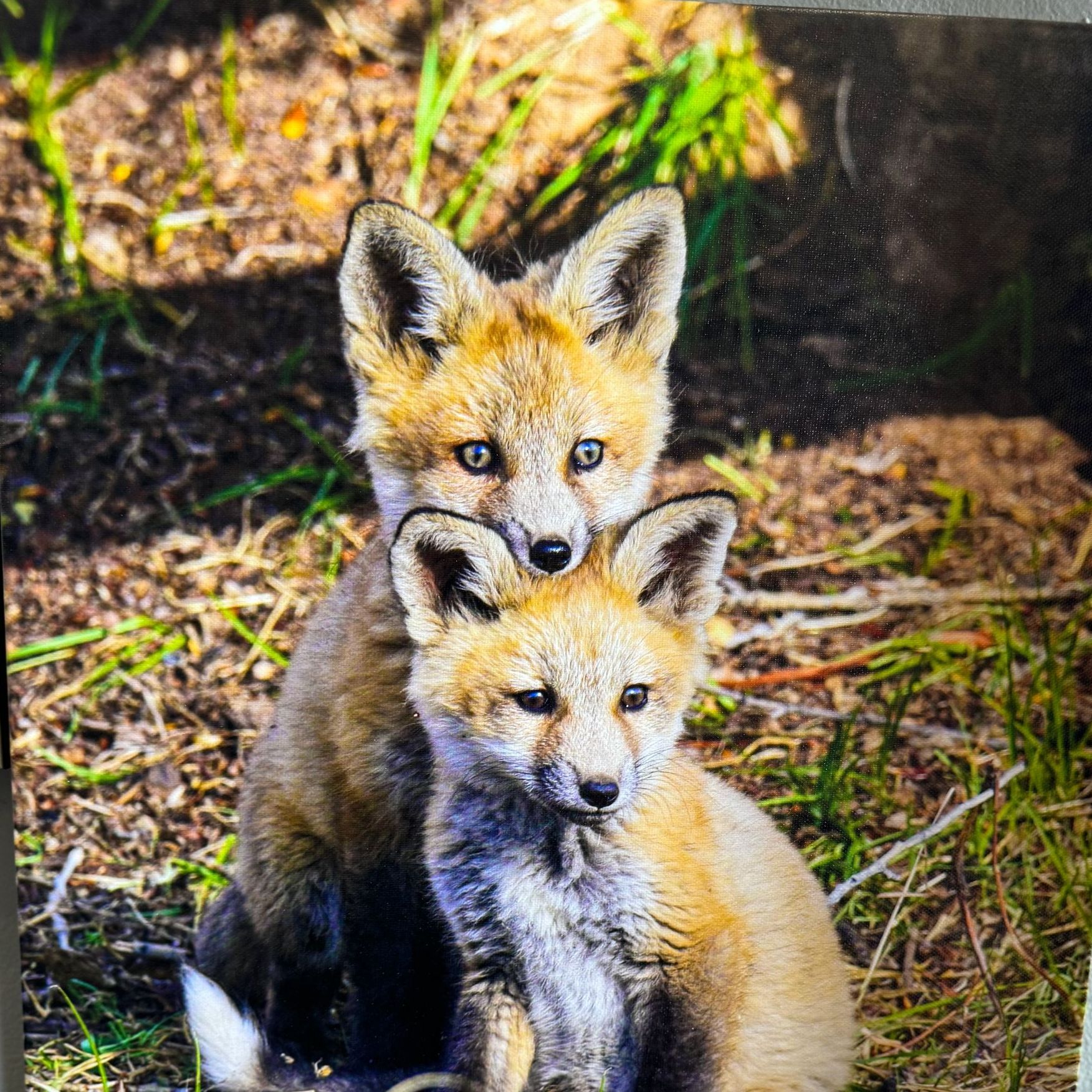 Two baby foxes are sitting next to each other in the grass.