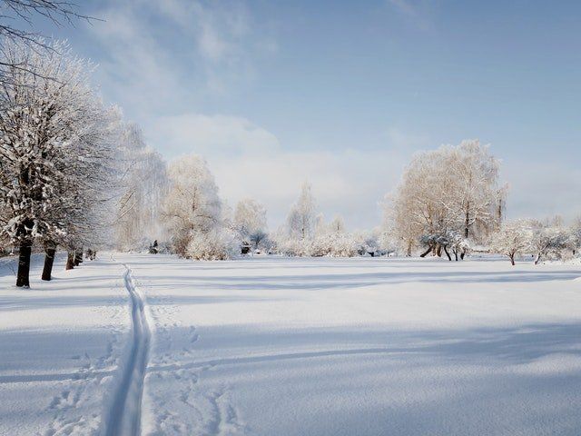 A snowy field with trees and a path in the snow